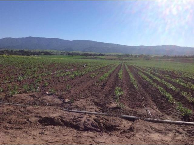 Land For Sale: 1 Roblar Avenue, Santa.. - 2