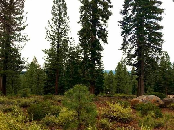 Land For Sale: Truckee, California