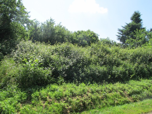 Building Plot