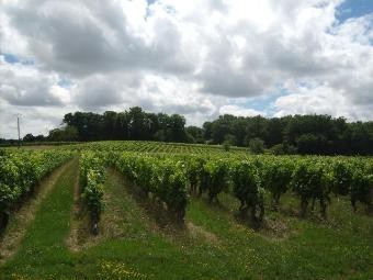 In The Middle Of Vines And Rolling.. - 2