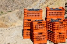 Vineyards For Sale In Greece - 2