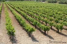Vineyards For Sale In Greece