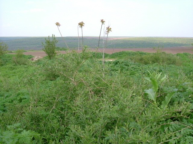 Land in Dryanovets, Dobrich