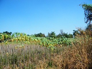 Land For Sale Pak Thong Chai Nakhon..