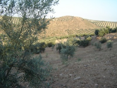 Finca with land - 2