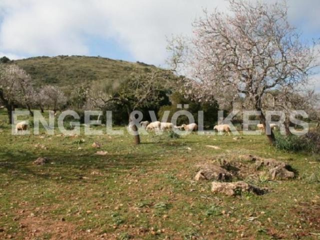 Nice plot with views of Arta