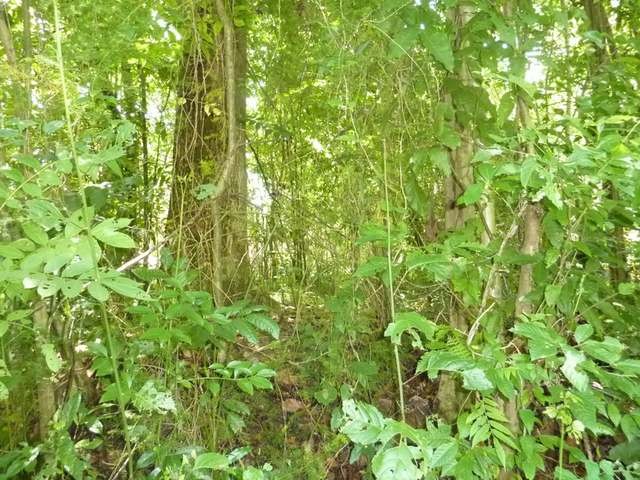 Land - Bluefields - For Sale - 2