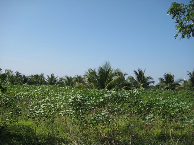 Rare 35 Rai plot well suitable for..