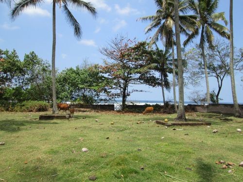 Land For Sale Jembrana Bali Indonesia..