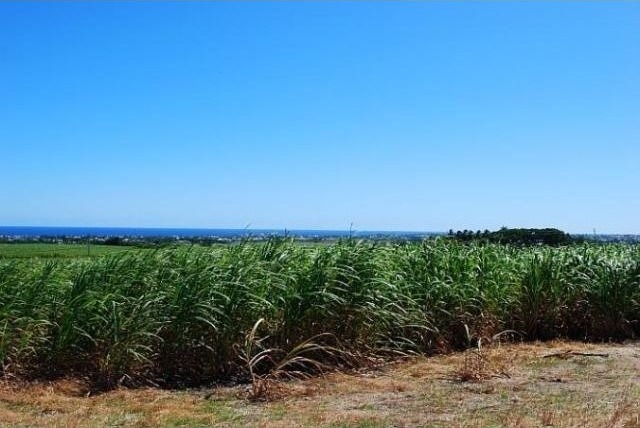 Property For Sale: Mount Pleasant Lots..
