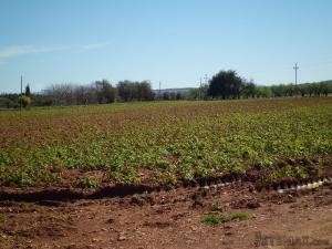 Búger, finca with house and.. - 2