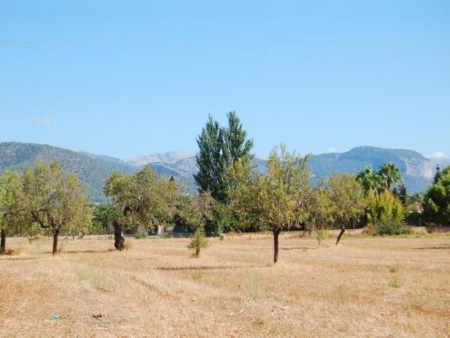 Huge flat plot inside the village of..