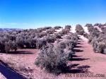 Farm, Jaen, Martos, Olive Farm