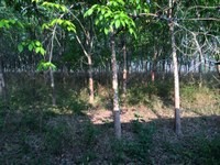 Land For Sale Ban Na Mafuang Nong Bua.. - 2