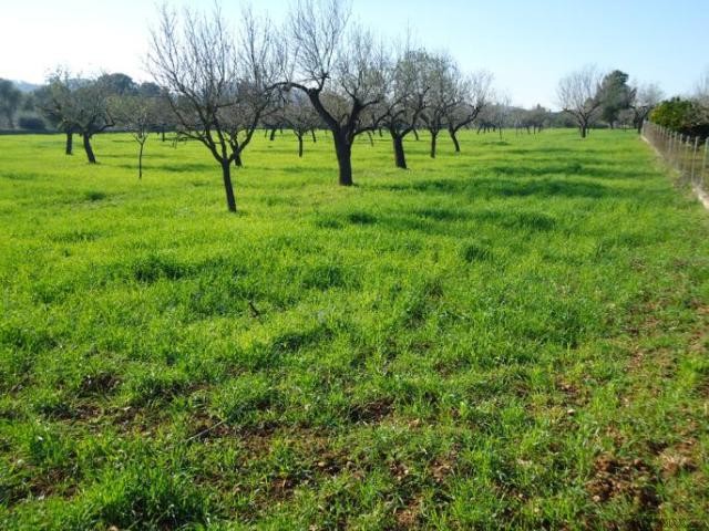 Quietly located plot with beautiful.. - 2