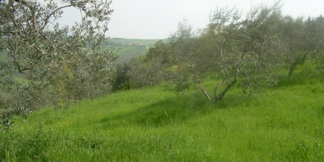Land for sale in Molise - Terreno con..
