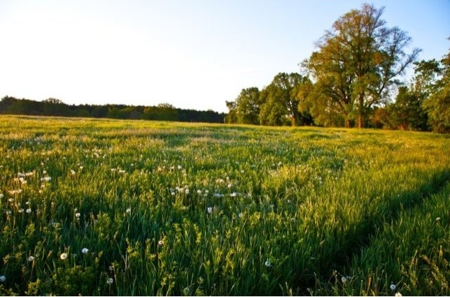 Grassland Farms - 2