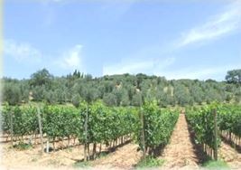 Farm for sale in Roccastrada (Italy)