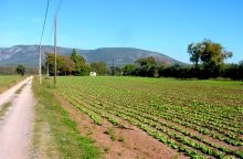 Central Greece Land For Sale - 2