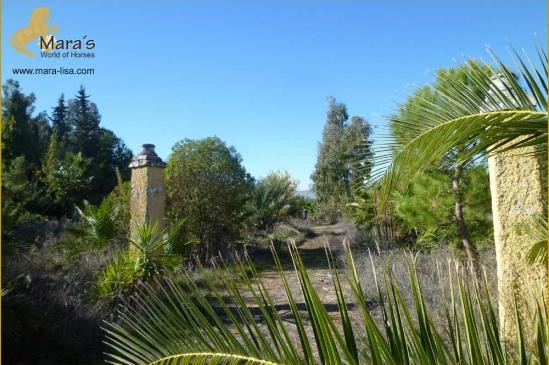 Palmengrundstueck Finca Haus zum..