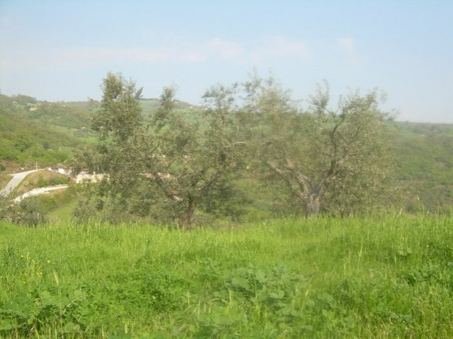 Land for sale in Molise - Terreno con.. - 2