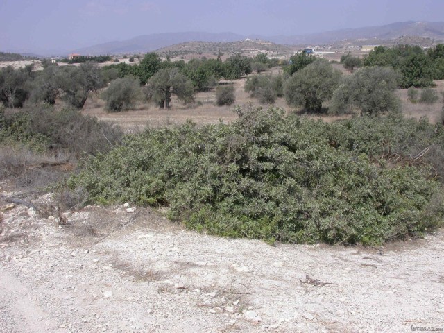 Limassol - 2