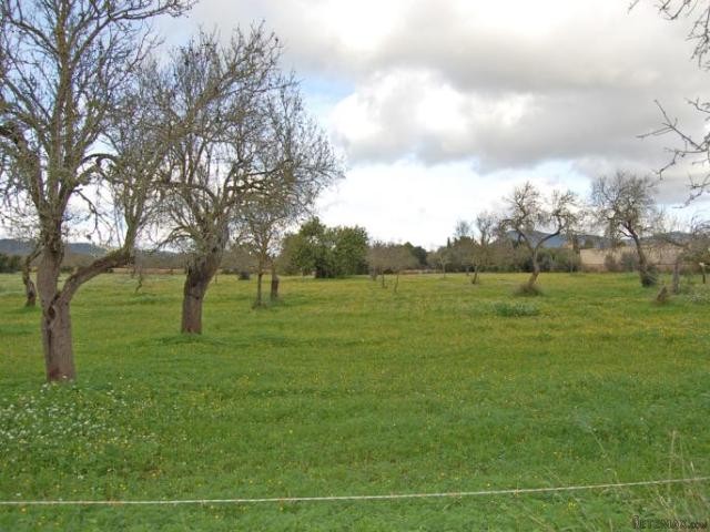 Plot in Llucmajor