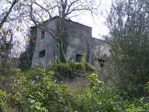 Large stone ruin with a fantastic olive.. - 2