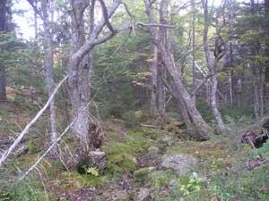 Land For Sale: Lot Curry Road Argyle.. - 2