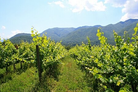Beautiful property with a Cabernet..