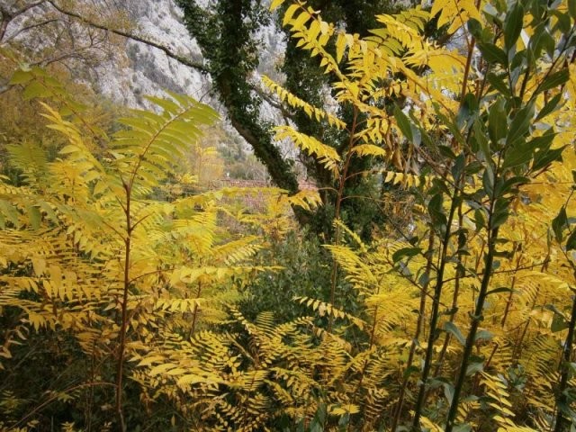 Land in Orahovac, Kotor - 2