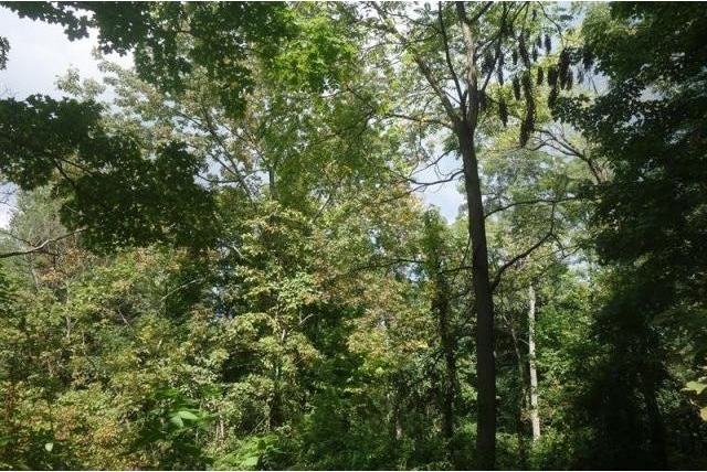 Land For Sale: Greenwich, Connecticut - 2