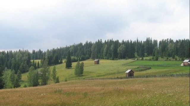Land - Suceava - For Sale - 2
