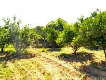 Crete Countryside - 2