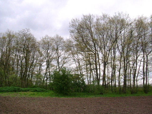 Land in Svescharevo, Dobrich - 2