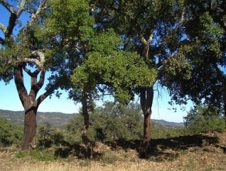 Te Koop: Bouwkavel In Centraal Algarve.. - 2