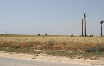 Larnaca