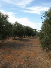 Crete Plot For Sale