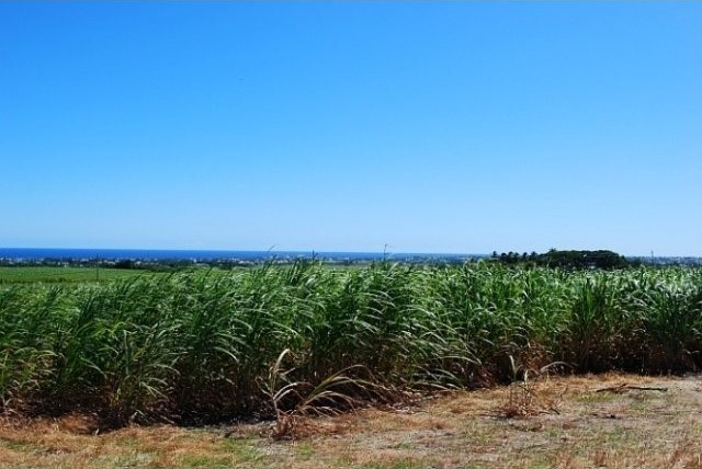 Property For Sale: Mount Pleasant Lots..