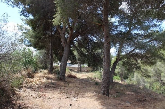 Plot in Benissa