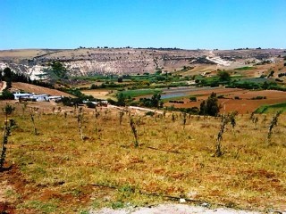 2.4 Hectares Land - Titled - Sidi Ben.. - 2