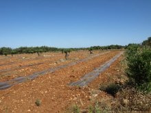 Crete Land - 2
