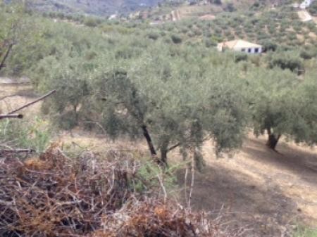 Cortijo, Riogordo - 2
