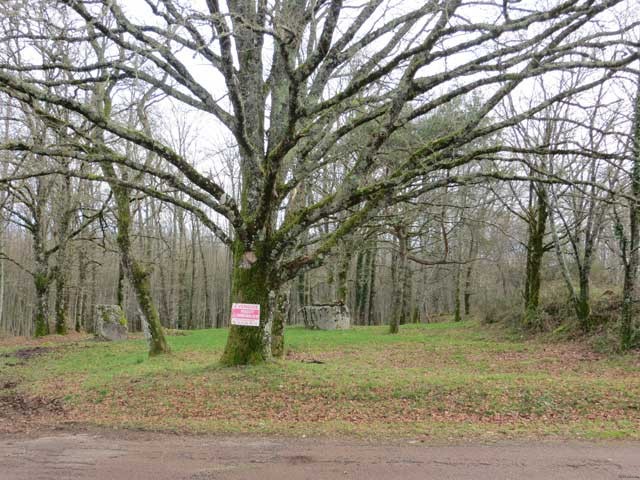 Woodland - A Nature Lover's Paradise In..
