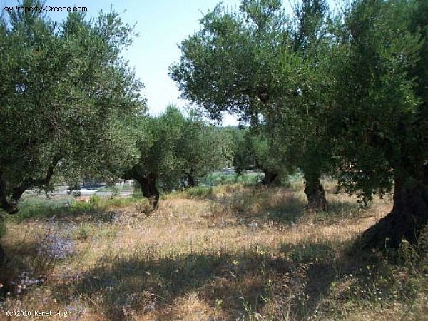 Land - Zakynthos - For Sale - 2