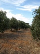 Crete Plot For Sale - 2