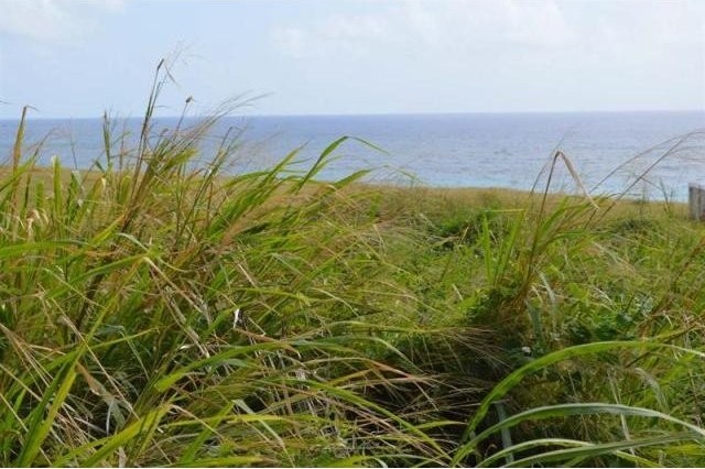 Property For Sale: Green Point, Turtle.. - 2