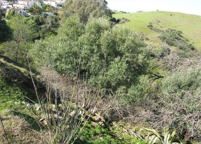 Land for sale in Cerros Del Aguila - 2