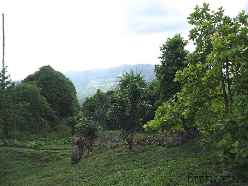 Large Tropical Flower Farm In Puerto..