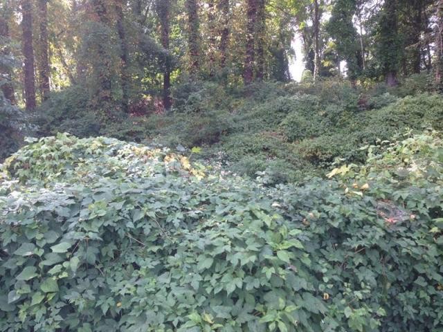 Land For Sale: White Plains, New York